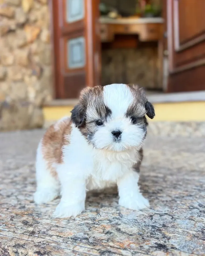 Percy, a brown and white parti Shih Tzu girl puppy, standing on the step outside the front door