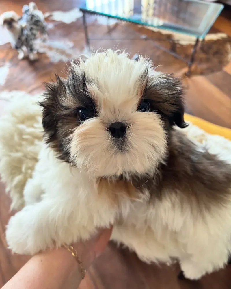 Sammy, a brown and white parti Shih Tzu boy puppy, held up to the camera in the living room