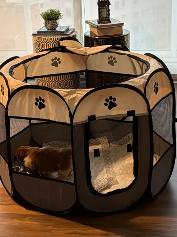 Chrisy, a brown and white Shih Tzu puppy, settled in a playpen in her new home in Bakersfield