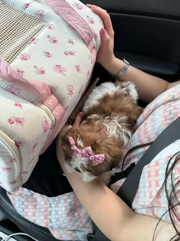 Chrisy, a brown and white Shih Tzu puppy with a pink bow, asleep on her new owner’s lap beside a floral carrier