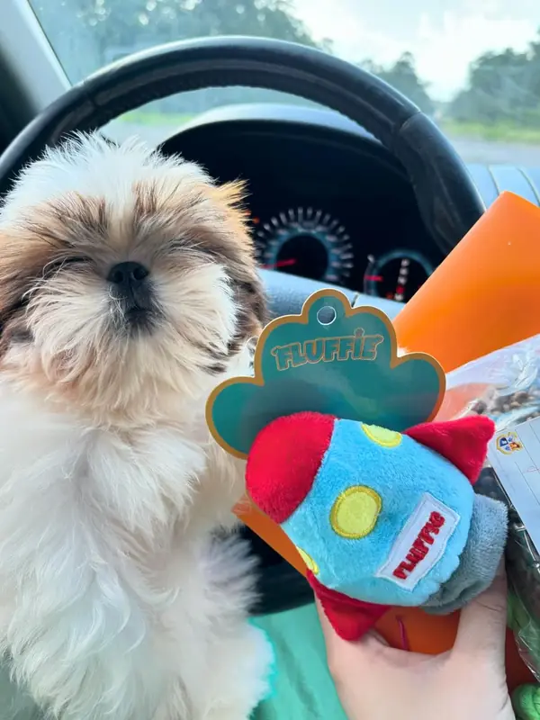 Fluffie, a gold and white Shih Tzu puppy, on a car seat beside a new toy and a bag of food