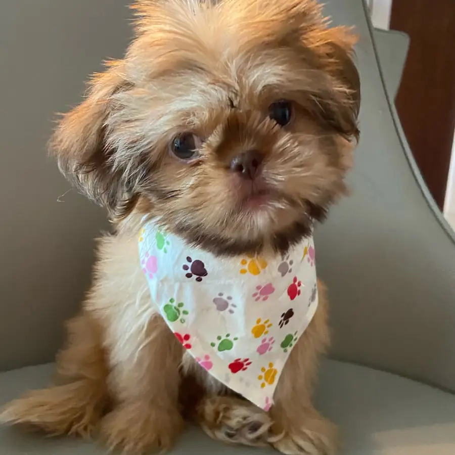 Bruno, one of the Royal Silk Shih Tzus, a gold boy in a paw-print bandana sitting on a gray armchair