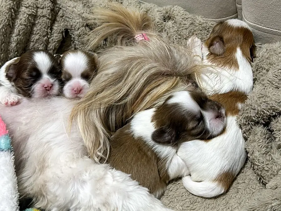 A gold and white Shih Tzu mother lying on a sofa with her newborn puppies against her
