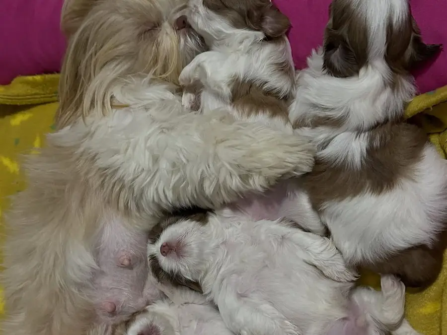 A Shih Tzu mother nursing her litter in a pink and yellow bed
