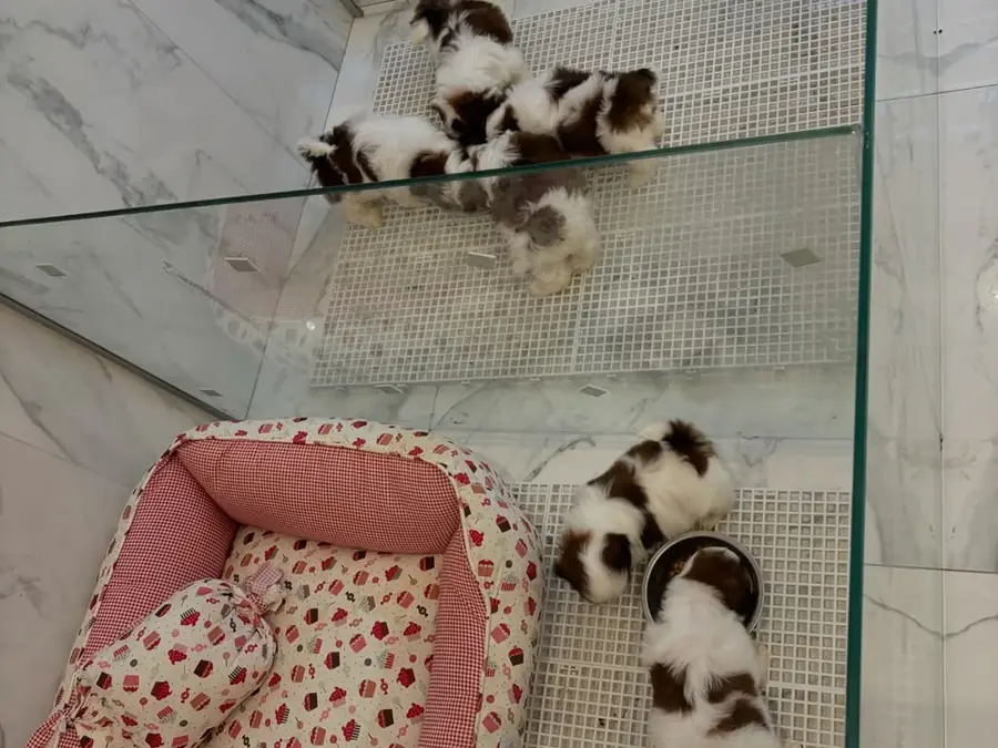 Brown and white Shih Tzu puppies in a glass-sided indoor pen with two beds, seen from above